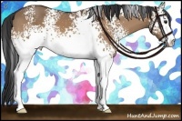 Horse Color:White Spotted Bay Dun Sabino 