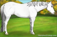Horse Color:White Spotted Black Ice Splash Tobiano Appaloosa