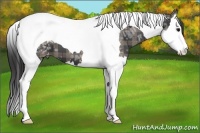 Horse Color:Plaid Black Ice Splash Tobiano Appaloosa