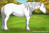 Horse Color:Black Sabino Splash Tobiano Appaloosa