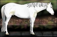 Horse Color:Plaid  Buckskin Ice Dun Sabino Splash Tobiano 