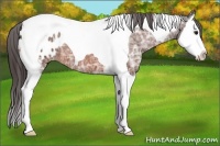 Horse Color:Bay Ice Splash Tobiano Blanket 