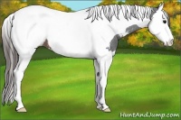 Horse Color:Brown Splash Tobiano Appaloosa