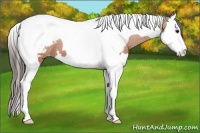 Horse Color:Bay Splash Tobiano Snowcap 