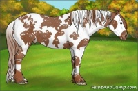 Horse Color:Chestnut Splash Tobiano Appaloosa 