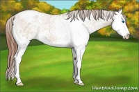 Horse Color:White Spotted Red Dun Ice Sabino Splash Appaloosa Rabicano