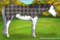 Horse Color:Plaid  Black Sabino Splash 