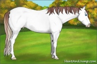 Horse Color:Plaid  Buckskin Splash Near Fewspot 