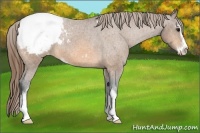 Horse Color:Buckskin Sabino Appaloosa