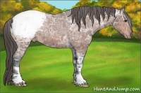 Horse Color:Bay Ice Appaloosa Rabicano 