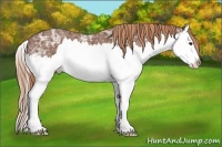 Horse Color:Chestnut Ice Sabino Splash
