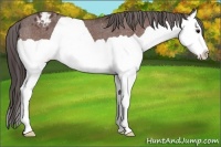 Horse Color:Bay Splash Varnish 