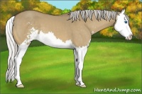 Horse Color:Silver Buckskin Dun Sabino Splash