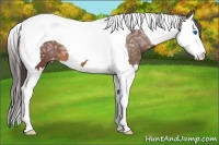 Horse Color:Bay Ice Splash Tobiano Appaloosa 