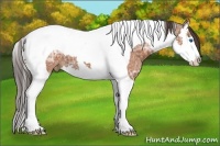 Horse Color:Bay Ice Splash Tobiano Appaloosa 