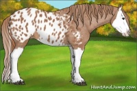 Horse Color:Chestnut Splash Near Leopard 