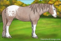 Horse Color:Chestnut Sabino Splash Appaloosa 
