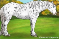 Horse Color:White Spotted Smoky Black Splash Tobiano Appaloosa 