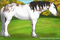 Horse Color:Bay Ice Splash 