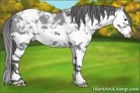 Horse Color:Black Ice Splash Snowcap