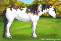 Horse Color:White Spotted Bay Splash