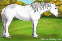 Horse Color:White Spotted Grullo Sabino Splash Appaloosa 