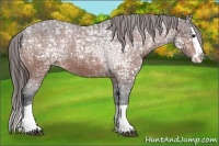 Horse Color:Bay Ice Splash Appaloosa
