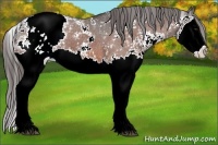 Horse Color:Bay Sabino Splash Appaloosa