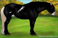 Horse Color:White Spotted Red Dun Splash Appaloosa