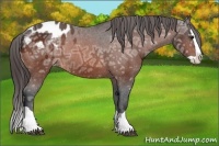 Horse Color:Bay Ice Splash Appaloosa 