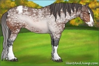 Horse Color:Bay Ice Splash Snowcap