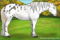Horse Color:Buckskin Sabino Splash Tobiano Blanket 