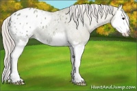 Horse Color:Silver Grullo Ice Splash Appaloosa 