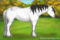 Horse Color:Grullo Ice Splash 