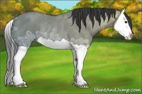 Horse Color:Grullo Ice Splash Rabicano 