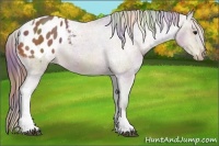 Horse Color:Nacre Bay Tobiano Appaloosa 