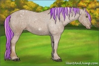 Horse Color:Painted Chestnut Appaloosa 