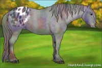 Horse Color:Nacre Black Appaloosa