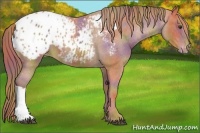 Horse Color:Nacre Chestnut Blanket 