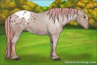 Horse Color:Painted Chestnut Appaloosa 