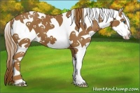 Horse Color:Chestnut Splash Tobiano 