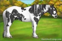 Horse Color:White Spotted Black Splash Tobiano 