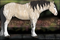Horse Color:Bay Ice Dun Sabino Splash 