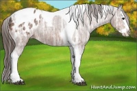 Horse Color:Bay Ice Sabino Splash Tobiano Appaloosa 