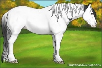 Horse Color:Black Splash Tobiano Appaloosa 
