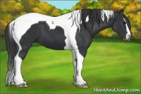 Horse Color:Black Sabino Tobiano