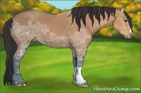 Horse Color:Bay Ice 