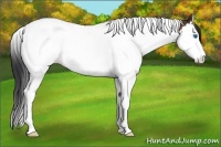 Horse Color:Bay Splash Tobiano 