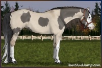 Horse Color:Grullo Sabino Splash  and Classic Champagne Dun Sabino Splash 