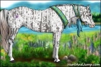Horse Color:Grullo Sabino Splash  and Grullo Sabino Splash Appaloosa 
